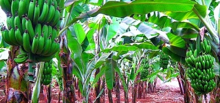 BananaPlantationinAfrica